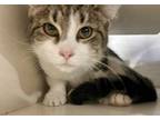 Adopt Snowdrop a Tabby, Domestic Short Hair