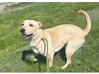 Adopt Tonya a Labrador Retriever