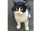 Adopt Ava a Domestic Short Hair