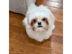 Shih Tzu Puppy for sale in North Bergen, NJ, USA