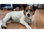 Adopt Candy a Jack Russell Terrier