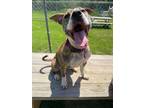 Adopt Skye a Pit Bull Terrier