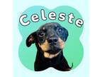 Adopt Celeste a Mixed Breed