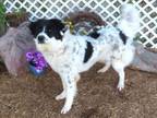 Adopt MYLAH a Border Collie, Great Pyrenees
