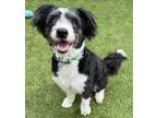 Adopt Maude a Border Collie, Terrier