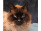 Adopt Sable a Siamese, Domestic Short Hair