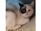 Adopt Tamara a Siamese, Domestic Short Hair