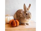 Adopt Tater Swift a Lionhead