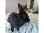 Adopt Barrel a Lionhead