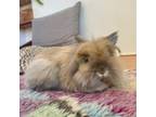 Adopt Mitten a Lionhead