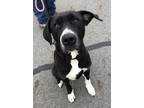 Adopt Gracie a Labrador Retriever, Mixed Breed