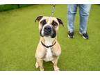 Adopt Special Agent Oso a Mixed Breed