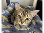 Adopt Harley a Domestic Short Hair