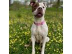 Adopt Soul a Mixed Breed