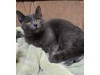 Adopt NETTLE a Domestic Short Hair