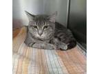 Adopt Stardust a Domestic Short Hair