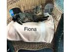 Adopt Fiona (24-284) a Tabby