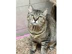 Adopt Fiona (24-284) a Tabby