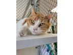 Adopt Carrot a Domestic Short Hair