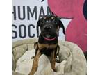 Adopt Bluma a Mixed Breed