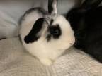 Adopt Arya a Bunny Rabbit