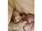 Adopt Coati a Rat