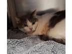 Adopt Gracie a Domestic Short Hair