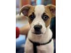 Adopt Blaire - Meet Me in Ardsley, NY on April 27th a Jack Russell Terrier
