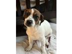 Adopt Tilly - Meet Me in Ardsley, NY on April 27th a Jack Russell Terrier