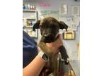 Adopt Clara a Terrier