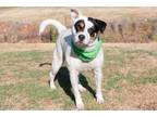 Adopt Minnow a Mixed Breed