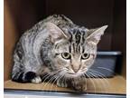 Adopt Libby -$45 a Domestic Short Hair