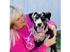 Adopt Mel $25 a Australian Cattle Dog / Blue Heeler, Mixed Breed
