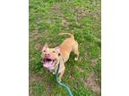 Adopt Lolly a Pit Bull Terrier, Mixed Breed