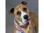 Adopt Suzy Lee a American Staffordshire Terrier