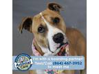 Adopt Suzy Lee a American Staffordshire Terrier