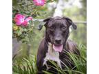 Adopt Prada a Labrador Retriever