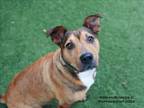 Adopt DAISY a Mixed Breed