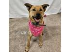 Adopt Suzie Q a Labrador Retriever, Shepherd