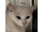 Adopt Ivory a Domestic Medium Hair