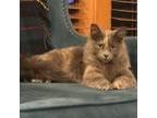 Adopt Daisy a Domestic Medium Hair