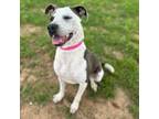 Adopt Ladybug a Mixed Breed