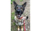 Adopt Cheyanne a German Shepherd Dog