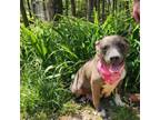 Adopt Sadie a Pit Bull Terrier