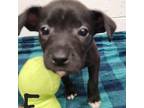 Adopt Stormy a Pit Bull Terrier, Shepherd