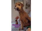 Adopt Doodlebug a Labradoodle