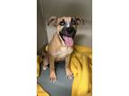 Adopt Fire a Boxer, Mixed Breed
