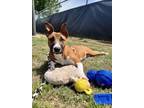 Adopt Bambi a Mixed Breed