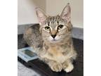 Adopt Melanie a Domestic Short Hair