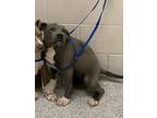 Adopt PEONY a Pit Bull Terrier